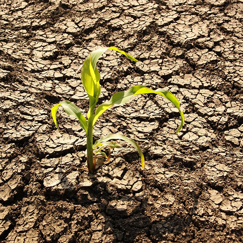 drought
